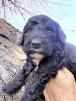 Blackie Boy, a male Poodle - Miniature  for sale in Burke, SD – Photo 5 of 10