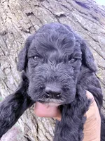 Blackie Boy, a male Poodle - Miniature  for sale in Burke, SD – Photo 8 of 10