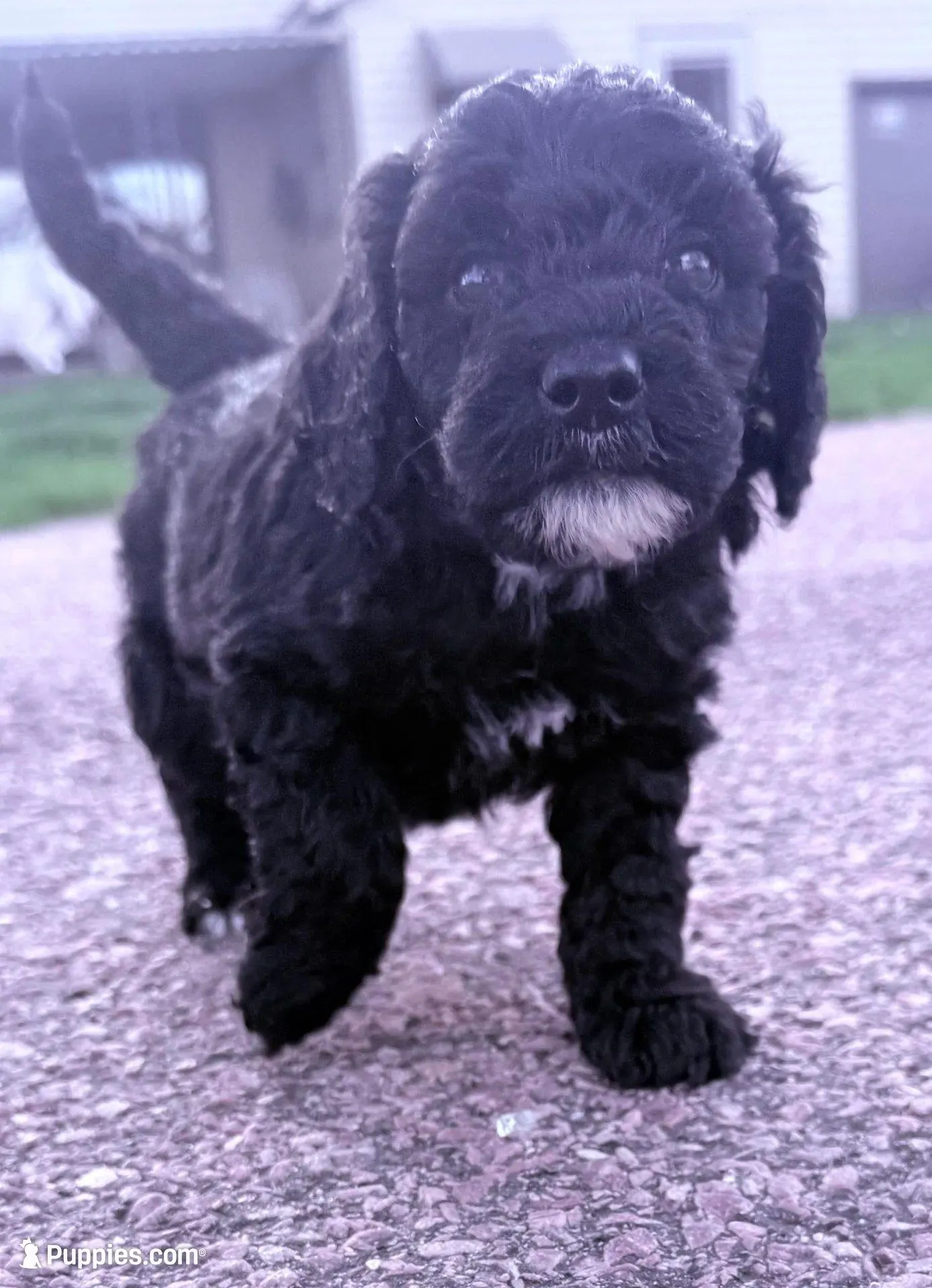 Blackie Boy-REDUCED, a male Poodle - Miniature  for sale in Burke, SD – 2 of 10