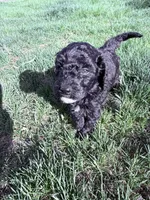 Blackie Boy-REDUCED, a male Poodle - Miniature  for sale in Burke, SD – 9 of 10