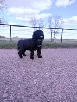 Blackie Boy-REDUCED, a male Poodle - Miniature  for sale in Burke, SD – 3 of 10