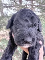 Blackie Boy, a male Poodle - Miniature  for sale in Burke, SD – Photo 7 of 10
