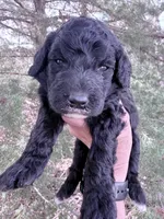 Blackie Boy, a male Poodle - Miniature  for sale in Burke, SD – Photo 6 of 10