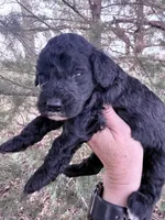Blackie Boy, a male Poodle - Miniature  for sale in Burke, SD – Photo 9 of 10