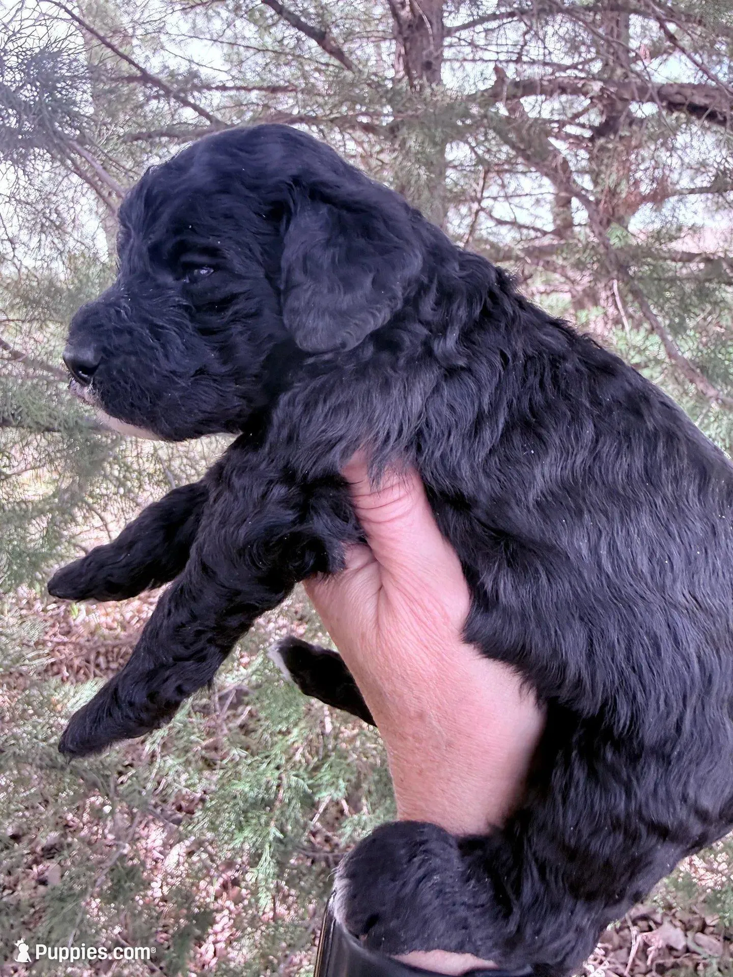 Blackie Boy, a male Poodle - Miniature  for sale in Burke, SD – Photo 4 of 10