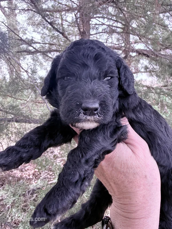 Blackie Boy – Poodle - Miniature  puppy for sale in Burke, SD