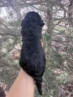 Blackie Boy, a male Poodle - Miniature  for sale in Burke, SD – Photo 10 of 10