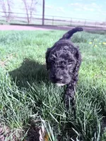 Blackie Boy-REDUCED, a male Poodle - Miniature  for sale in Burke, SD – 5 of 10