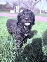 Blackie Boy-REDUCED, a male Poodle - Miniature  for sale in Burke, SD – 6 of 10