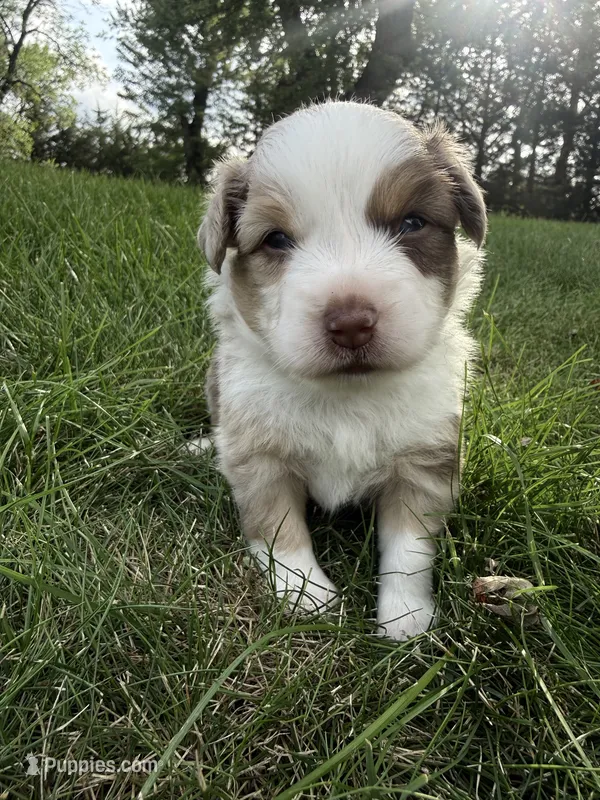 Spud- Red merle Male – Miniature Australian Shepherd puppy for sale in Burke, SD