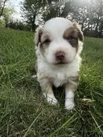 Spud- Red merle Male, a male Miniature Australian Shepherd for sale in Burke, SD – 1 of 10