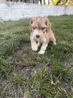 Red Tri Male, a male Miniature Aussiedoodle for sale in Burke, SD – 8 of 8