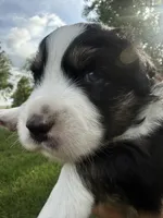 Tater-Black tri male, a male Miniature Australian Shepherd for sale in Burke, SD – 7 of 9