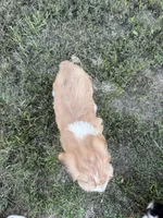 Red Tri Male, a male Miniature Aussiedoodle for sale in Burke, SD – 6 of 8