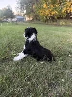 Black Tri male (strip), a male Miniature Aussiedoodle for sale in Burke, SD – 7 of 7