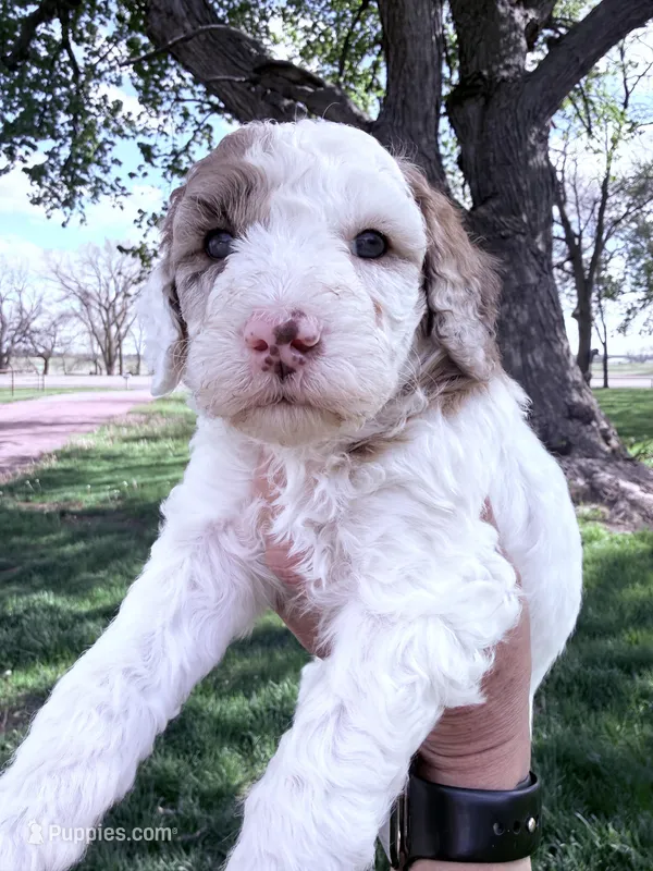 White red girl – Poodle - Miniature  puppy for sale in Burke, SD
