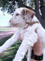 White red girl, a female Poodle - Miniature  for sale in Burke, SD – 2 of 10