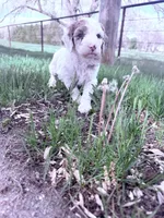 White red girl, a female Poodle - Miniature  for sale in Burke, SD – 6 of 10