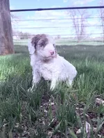 White red girl, a female Poodle - Miniature  for sale in Burke, SD – 8 of 10