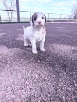 White red girl, a female Poodle - Miniature  for sale in Burke, SD – 10 of 10