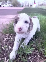White red girl, a female Poodle - Miniature  for sale in Burke, SD – 4 of 10