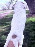 White red girl, a female Poodle - Miniature  for sale in Burke, SD – 5 of 10