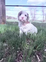 White red girl, a female Poodle - Miniature  for sale in Burke, SD – 7 of 10