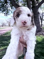 White red girl, a female Poodle - Miniature  for sale in Burke, SD – 3 of 10