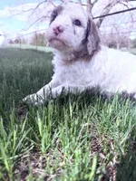 White red girl, a female Poodle - Miniature  for sale in Burke, SD – 9 of 10