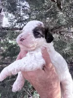 Patch Boy, a male Poodle - Miniature  for sale in Burke, SD – Photo 10 of 10