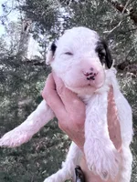 Patch Boy, a male Poodle - Miniature  for sale in Burke, SD – Photo 4 of 10