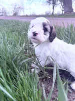 Patch Boy-REDUCED, a male Poodle - Miniature  for sale in Burke, SD – 3 of 10