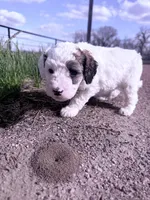 Patch Boy-REDUCED, a male Poodle - Miniature  for sale in Burke, SD – 2 of 10