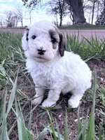 Patch Boy-REDUCED, a male Poodle - Miniature  for sale in Burke, SD – 7 of 10