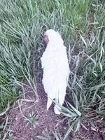 Patch Boy-REDUCED, a male Poodle - Miniature  for sale in Burke, SD – 9 of 10