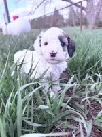 Patch Boy-REDUCED, a male Poodle - Miniature  for sale in Burke, SD – 5 of 10