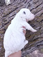 Patch Boy, a male Poodle - Miniature  for sale in Burke, SD – Photo 7 of 10