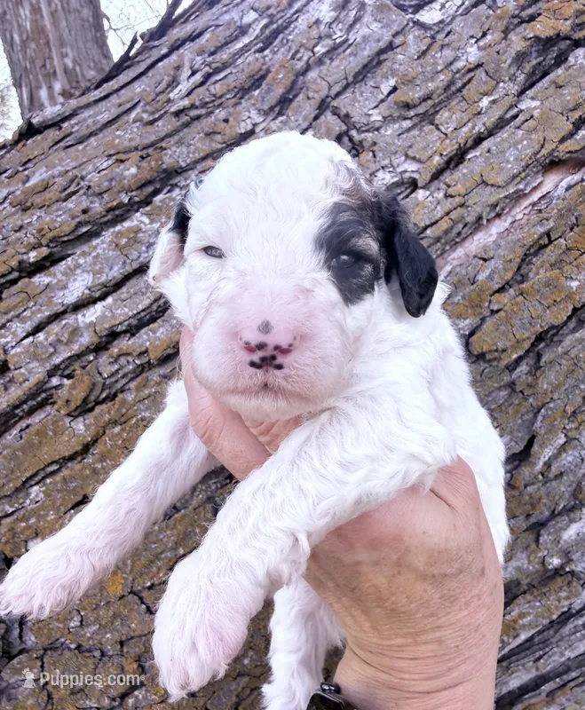 Patch Boy – Poodle - Miniature  puppy for sale in Burke, SD