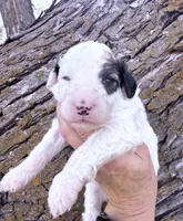 Patch Boy, a male Poodle - Miniature  for sale in Burke, SD – Photo 1 of 10
