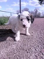 Patch Boy-REDUCED, a male Poodle - Miniature  for sale in Burke, SD – 8 of 10