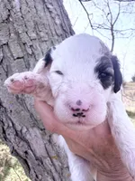 Patch Boy, a male Poodle - Miniature  for sale in Burke, SD – Photo 6 of 10