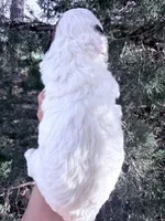 Patch Boy, a male Poodle - Miniature  for sale in Burke, SD – Photo 8 of 10