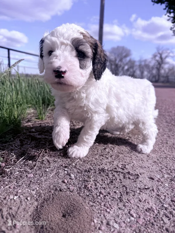 Patch Boy-REDUCED – Poodle - Miniature  puppy for sale in Burke, SD