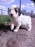Patch Boy-REDUCED, a male Poodle - Miniature  for sale in Burke, SD – 1 of 10