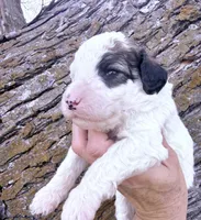 Patch Boy, a male Poodle - Miniature  for sale in Burke, SD – Photo 2 of 10
