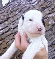 Patch Boy, a male Poodle - Miniature  for sale in Burke, SD – Photo 3 of 10