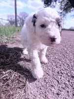 Patch Boy-REDUCED, a male Poodle - Miniature  for sale in Burke, SD – 4 of 10