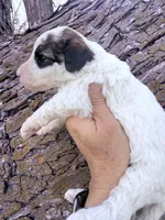 Patch Boy, a male Poodle - Miniature  for sale in Burke, SD – Photo 5 of 10