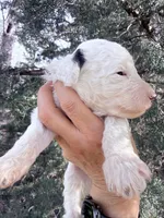 Patch Boy, a male Poodle - Miniature  for sale in Burke, SD – Photo 9 of 10