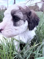 Patch Boy-REDUCED, a male Poodle - Miniature  for sale in Burke, SD – 6 of 10